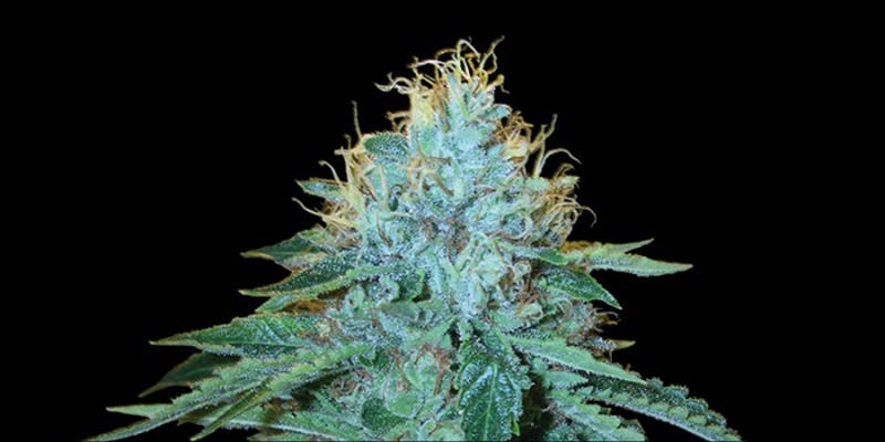 Top 10 Best Hybrid Weed Strains Ever Grown
