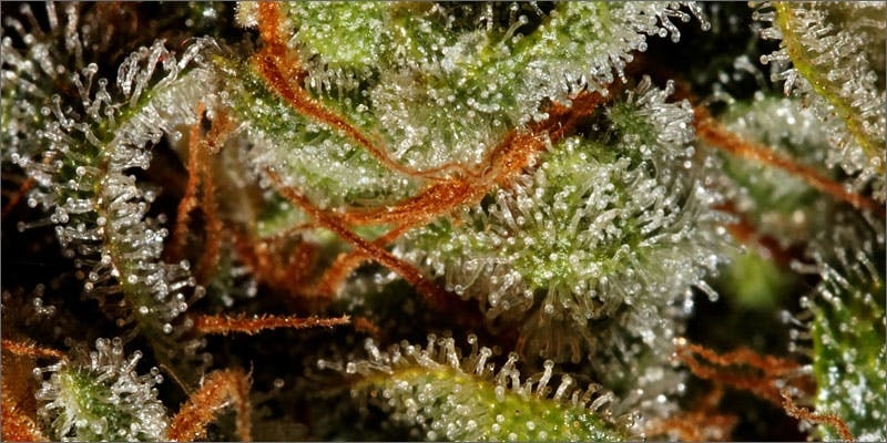 Weed In The 70’s Vs Weed You Buy Today