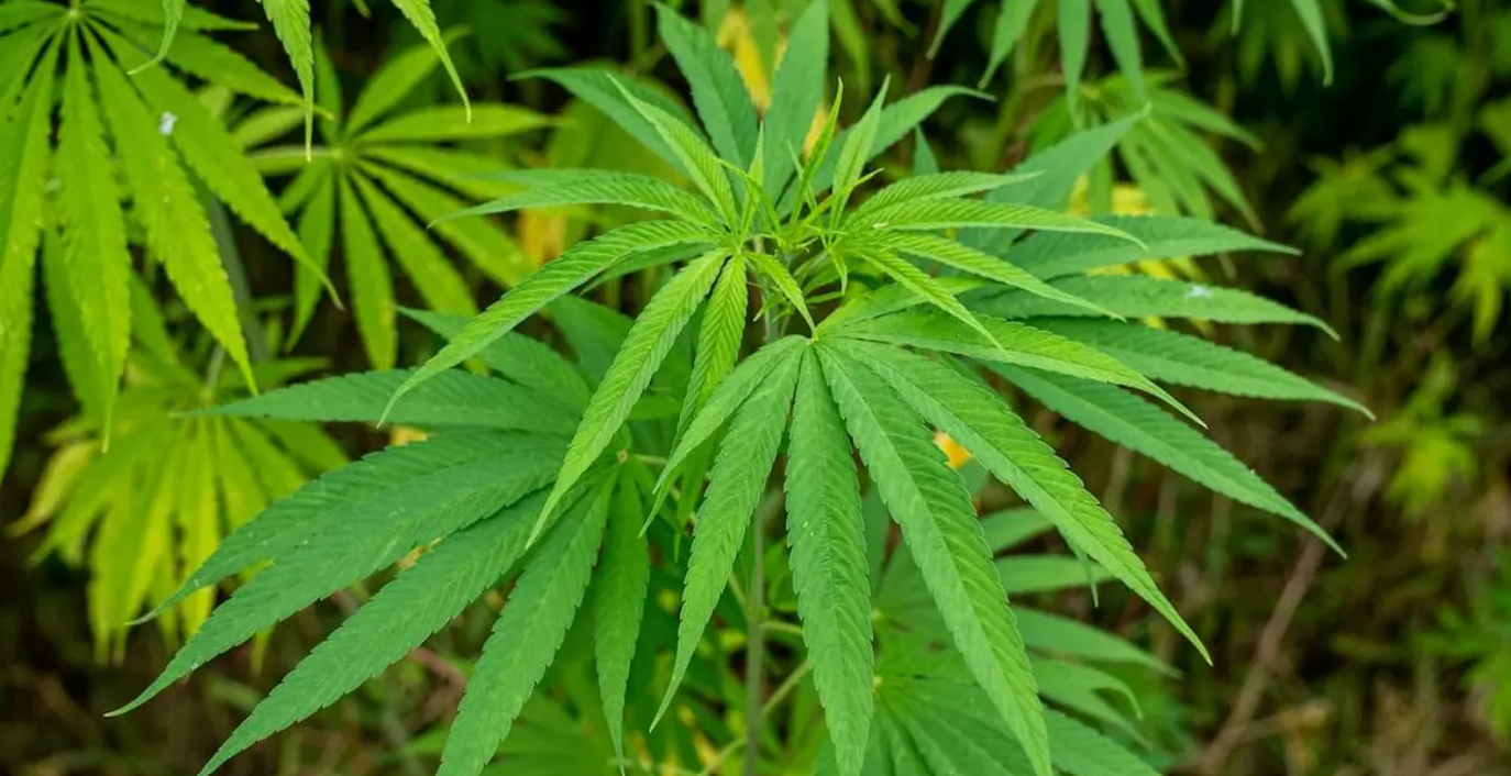 6 Ways To Use Cannabis Leaves