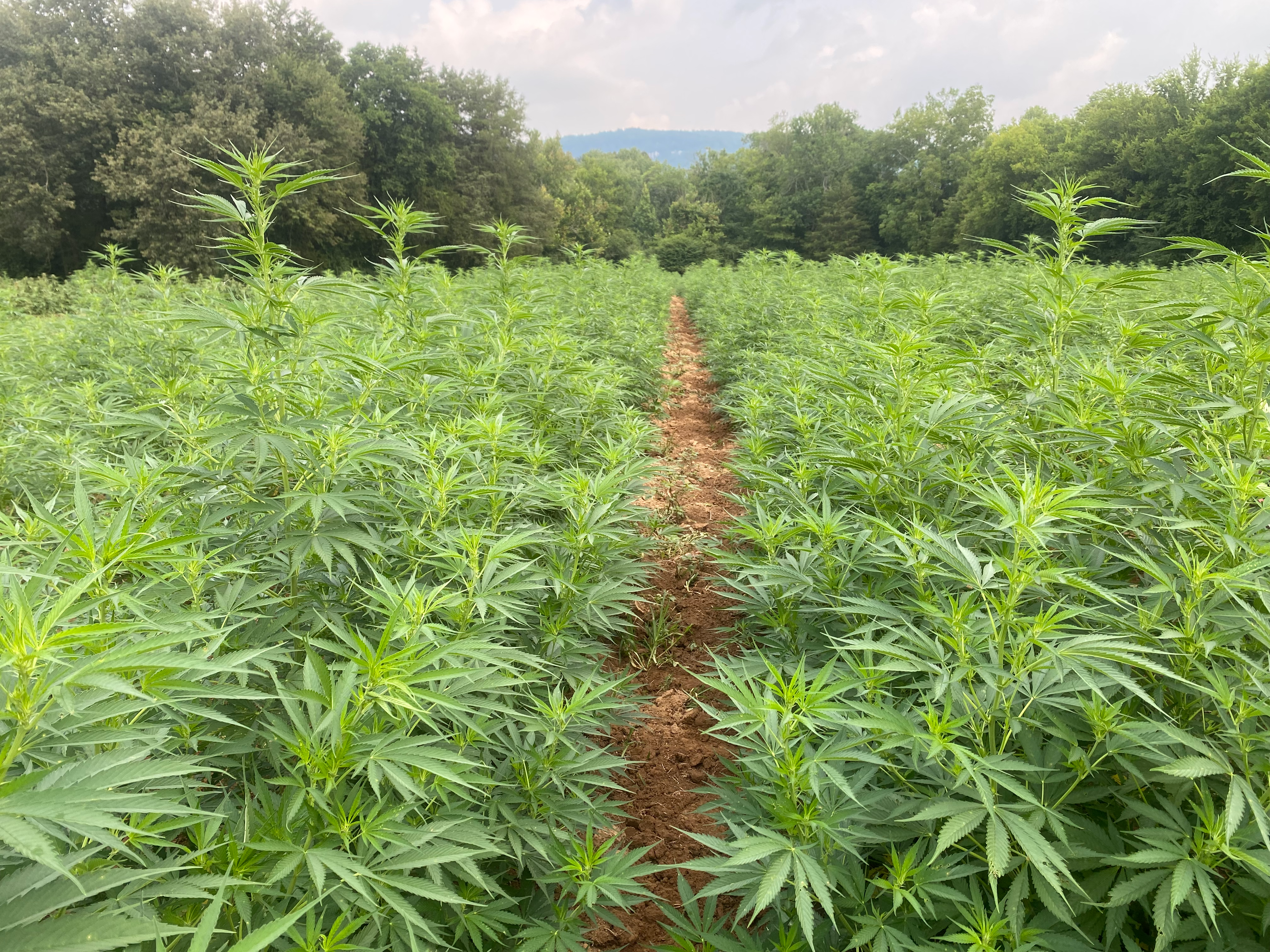 Meet Your New Cannabis Dealer: 25 Hour Farms