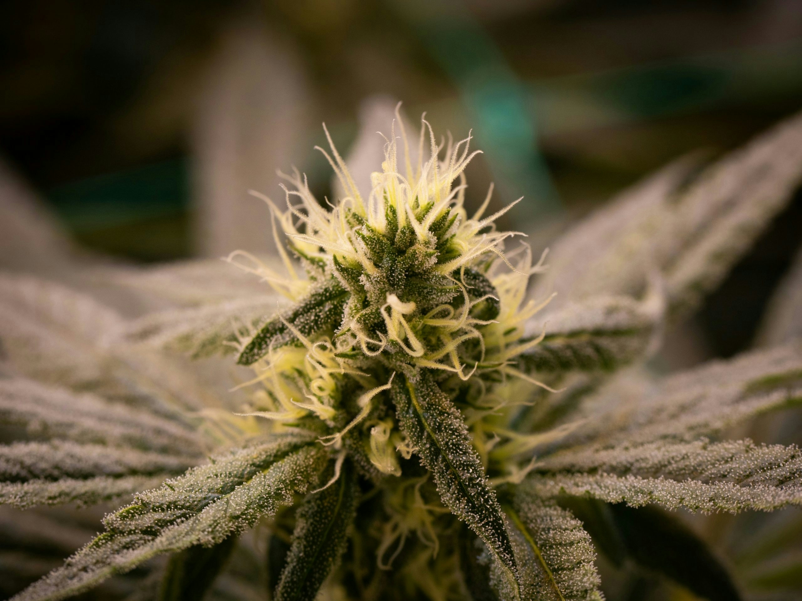 Weed Measurements: Weights, Quantities, And Prices Explained