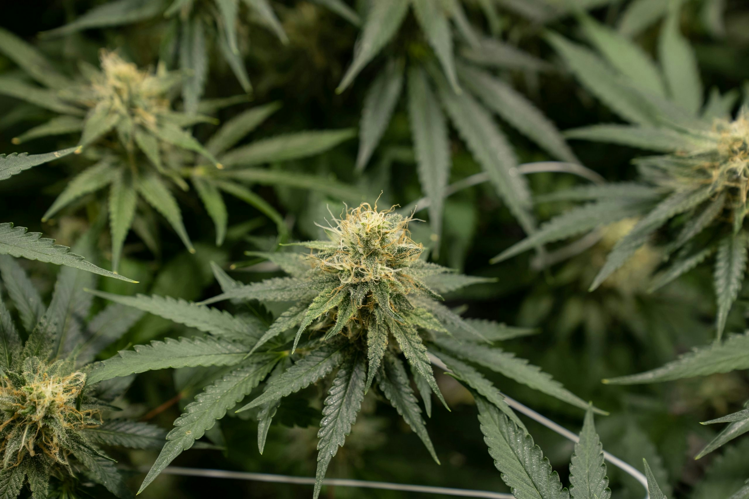 How to Identify Female Weed Plant: Key Tips For Success