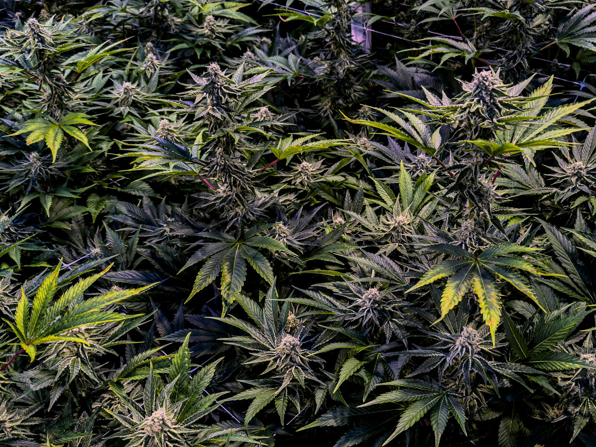 Blueberry Kush Strain: Effects, Reviews, and Everything Else You Need to Know