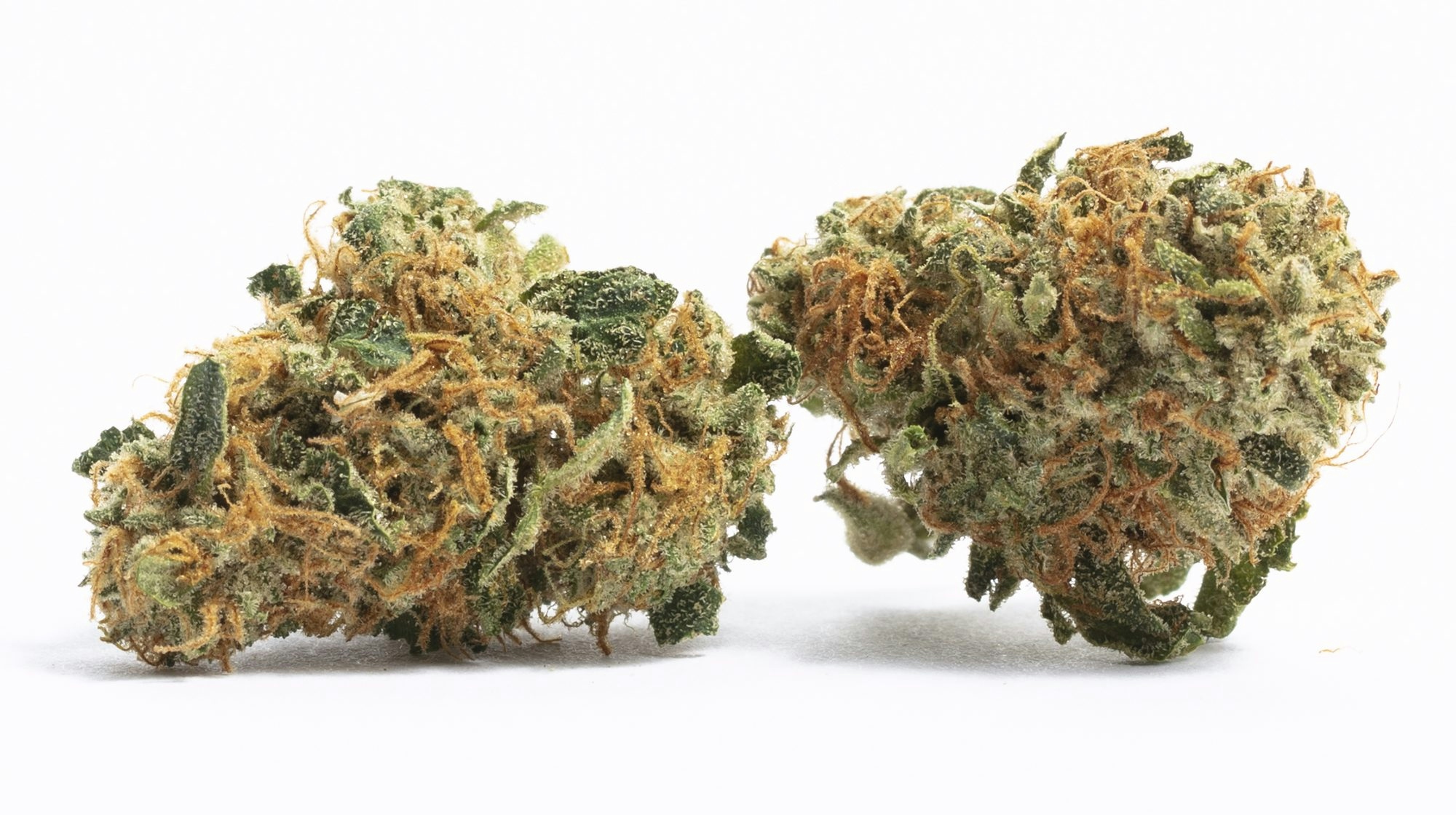 12 Best Haze Strains You Need To Try
