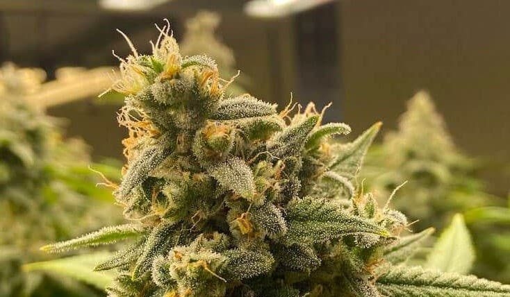 blue dream vs pineapple express