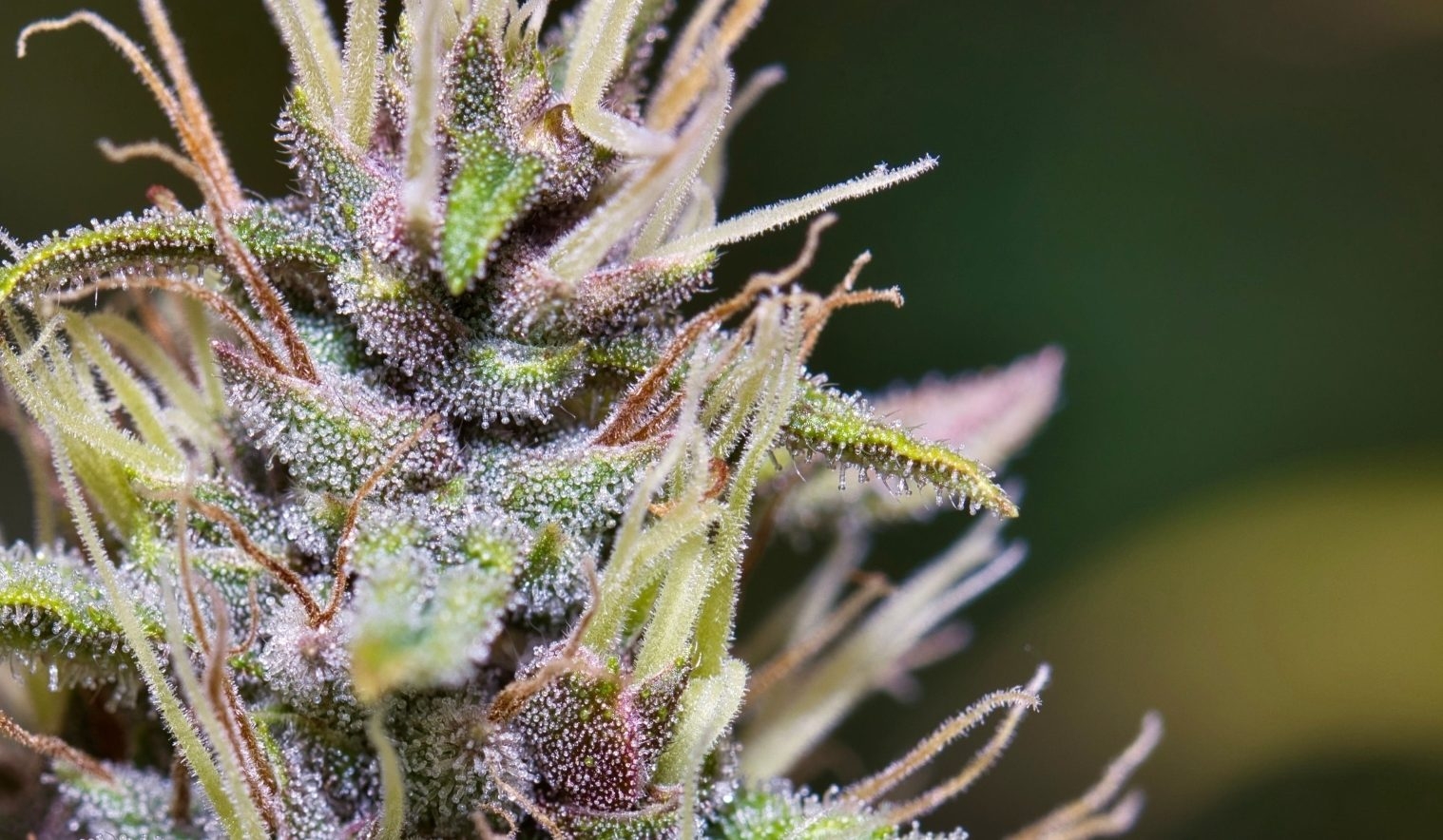 12 Best Haze Strains You Need To Try
