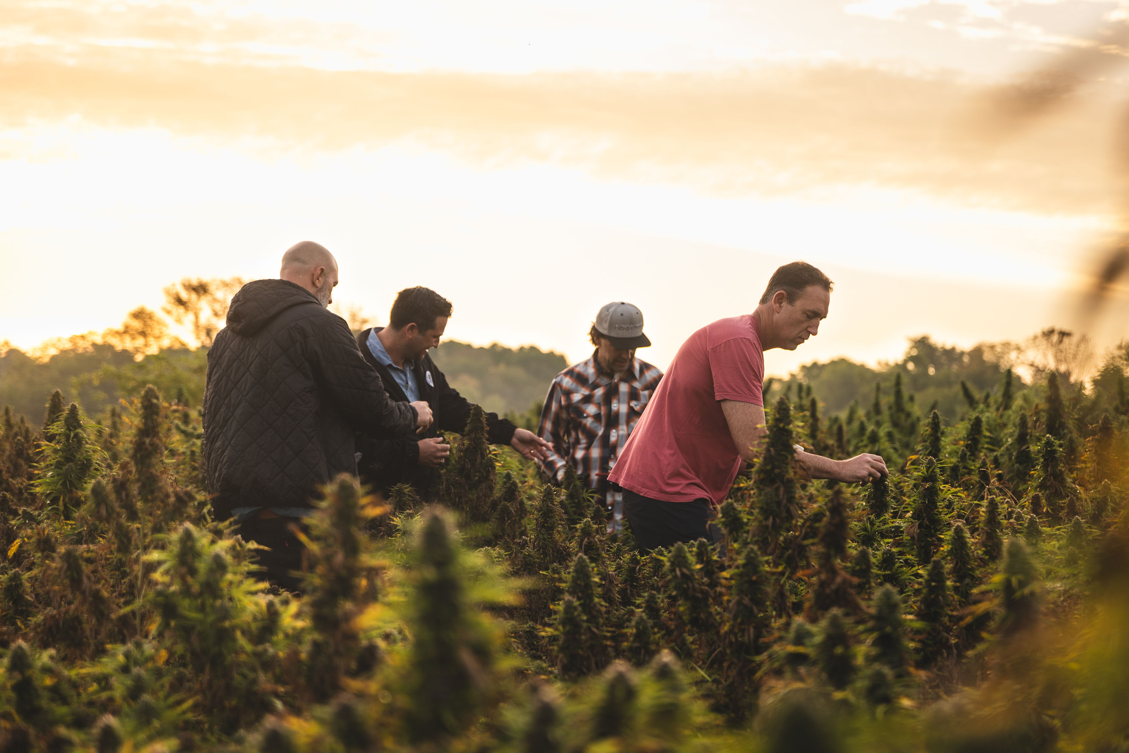 Why Cannabis Companies Are Mixing Terpenes In Distillate, Oil & Vapes