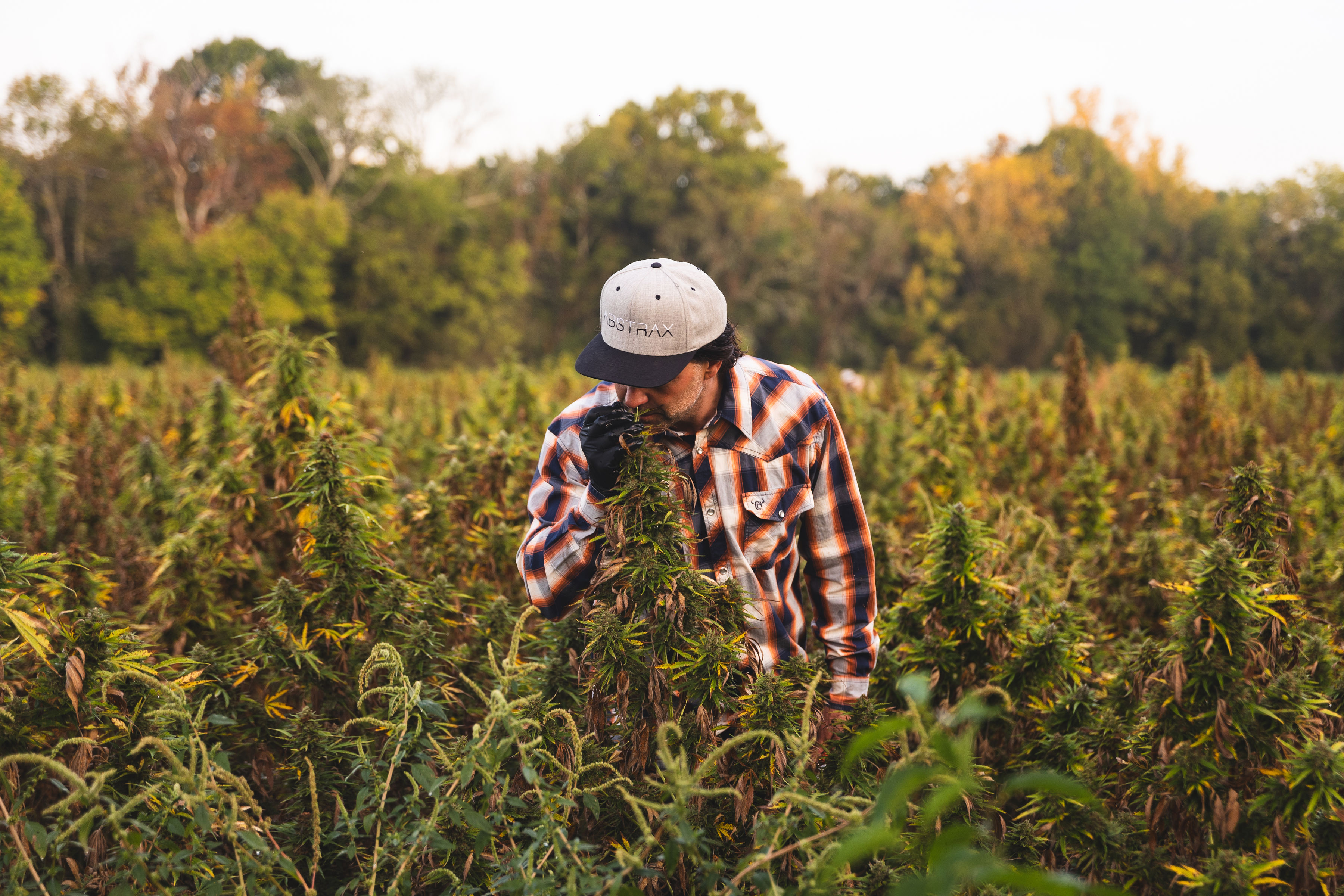 Why Cannabis Companies Are Mixing Terpenes In Distillate, Oil & Vapes