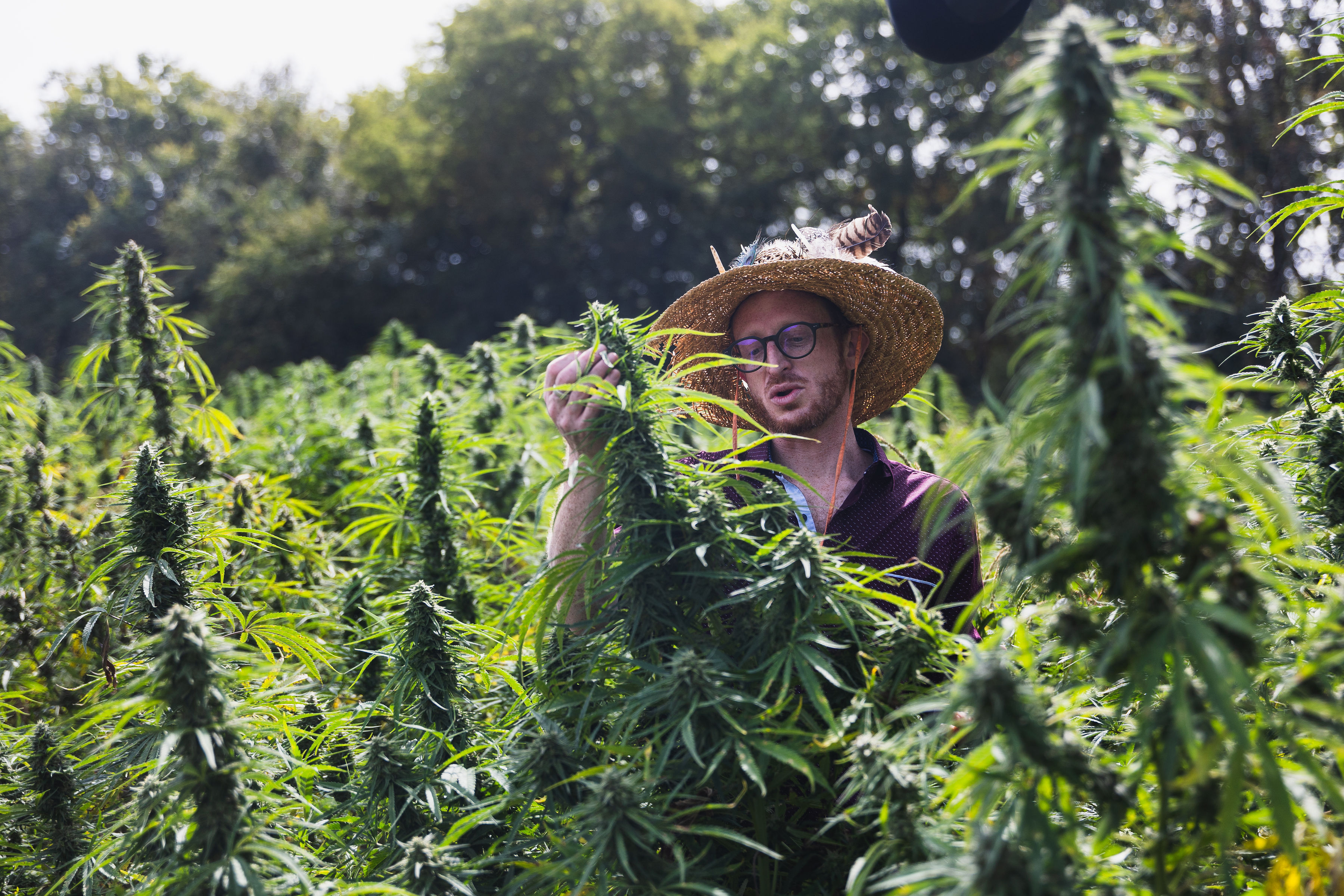 The Terpene Universe With Abstrax: Refining Your Cannabis Palette