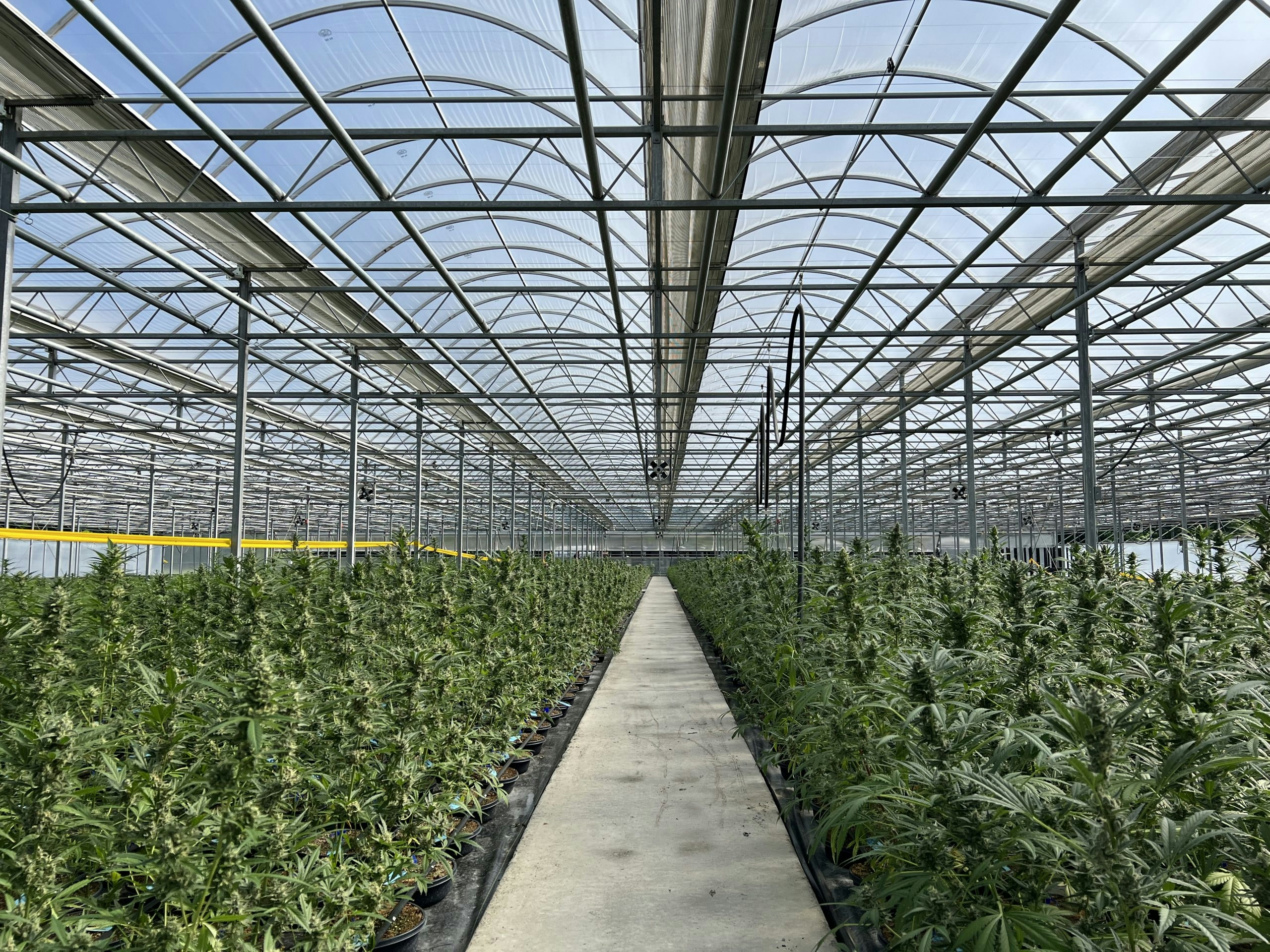 North Lake Supply Does Sun-Grown Cannabis The Right Way