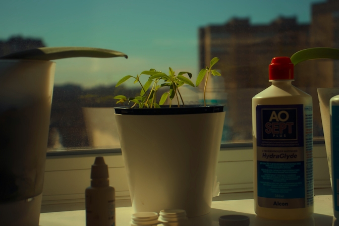 How To Grow Weed For Beginners Step-by-Step