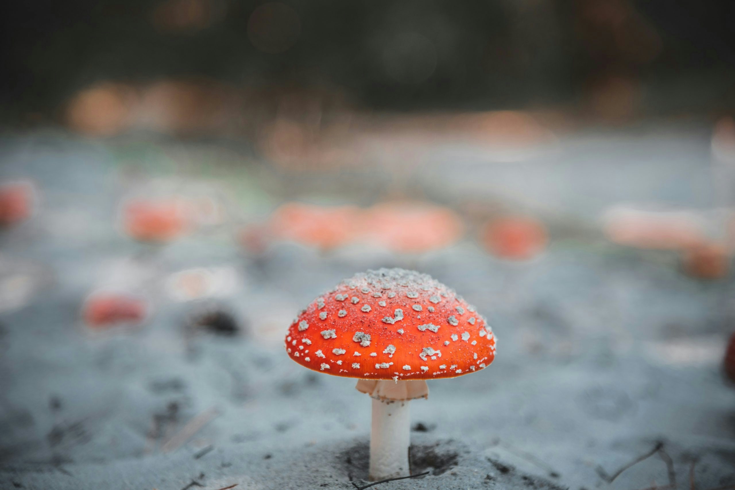 Are Binoid’s Astral Plane Mushroom Gummies Worth The Hype?