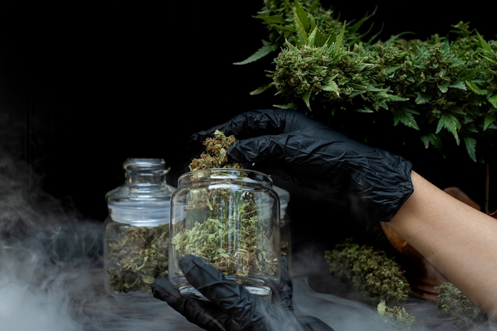 The Best And Easiest Way To Grow Cannabis At Home