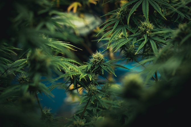 The Best And Easiest Way To Grow Cannabis At Home