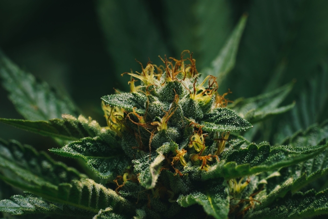 The Best And Easiest Way To Grow Cannabis At Home