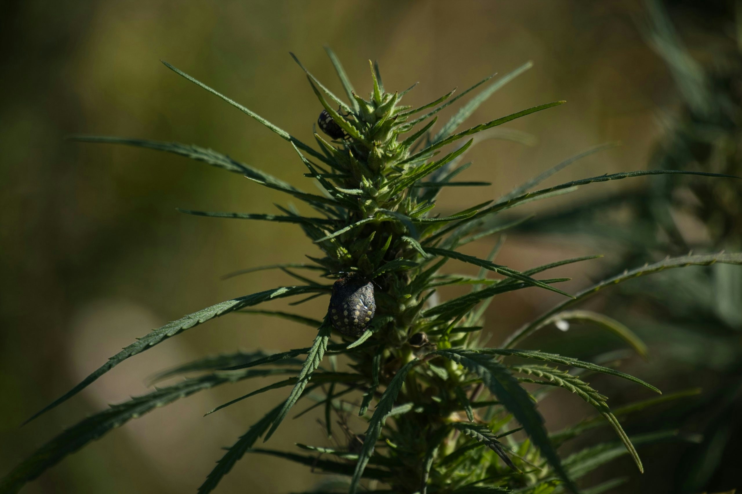 These Three Original Weed Strains Were Being Smoked Centuries Ago