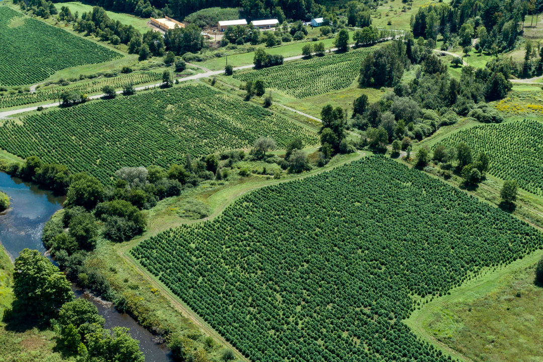 USDA-Certified Organic CBD Edibles: The Cleanest Ingredients List