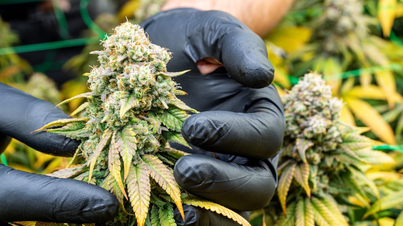 Gene Hunters: ILGM’s New Premium Genetics From Phylos Labs