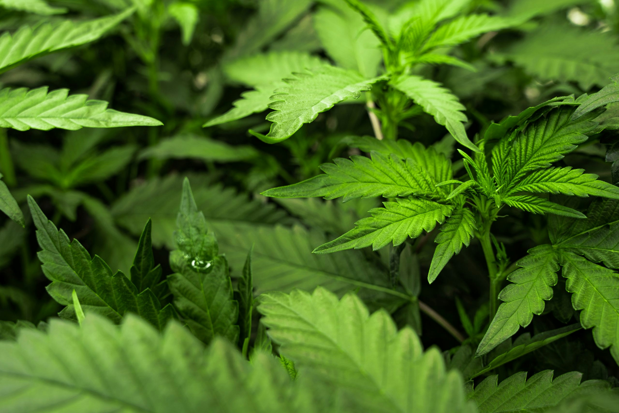 What Is Type 2 Flower? Effects, Potential Benefits, & Where To Buy It