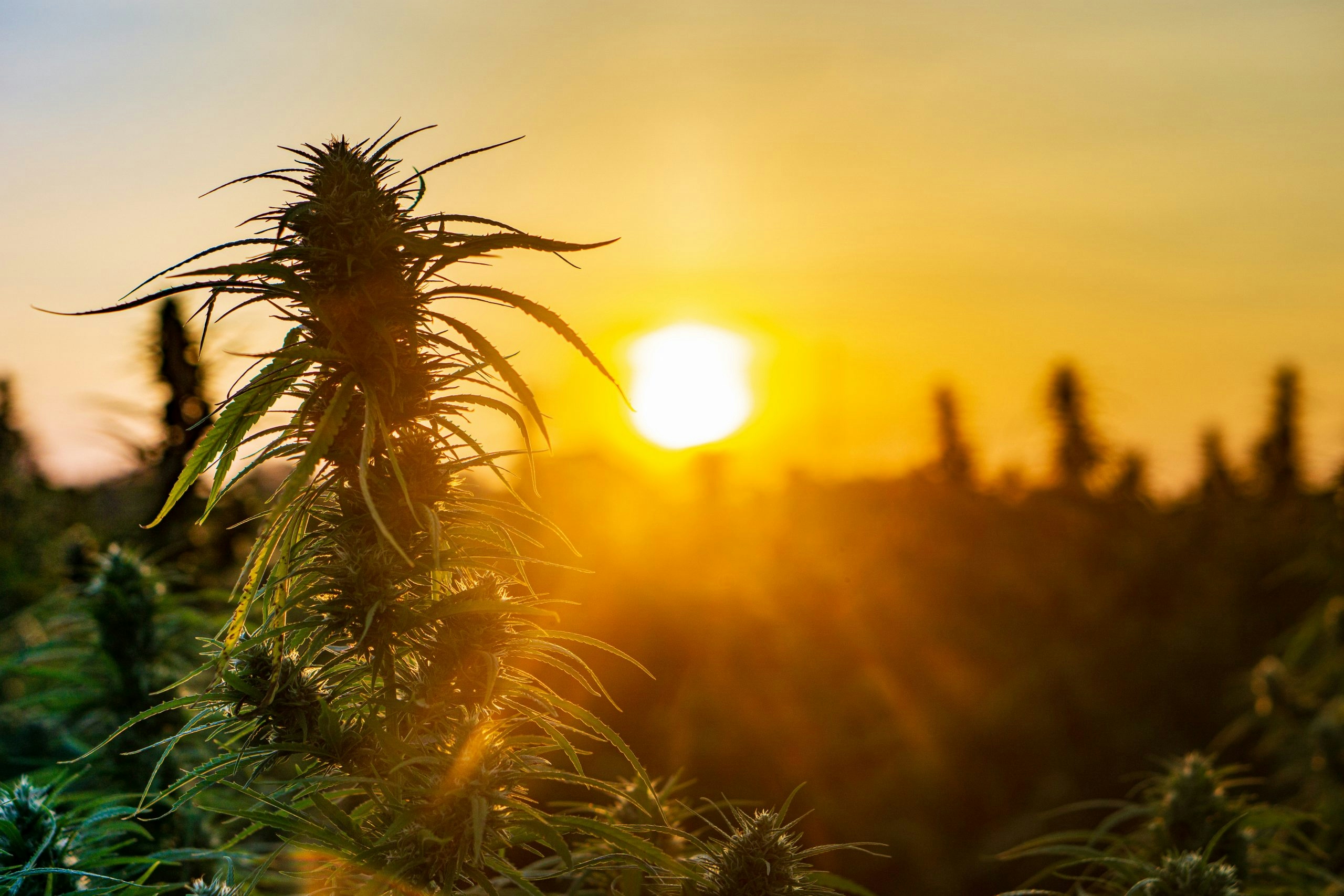 Natural Vs. Synthetic THC: Which Are You Really Consuming?