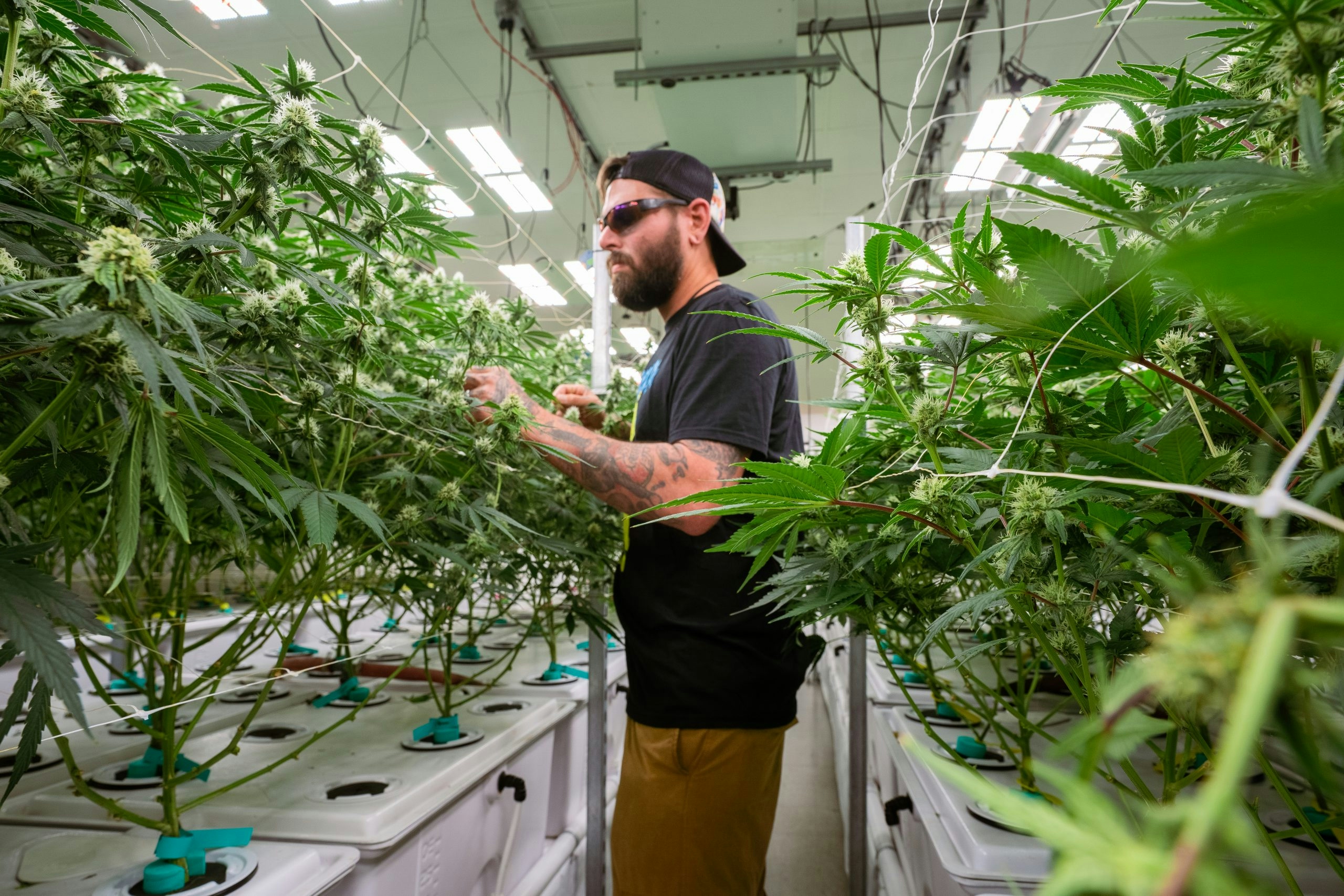 Here’s Where You Can Buy Emerald Cup-Winning Cannabis Strains