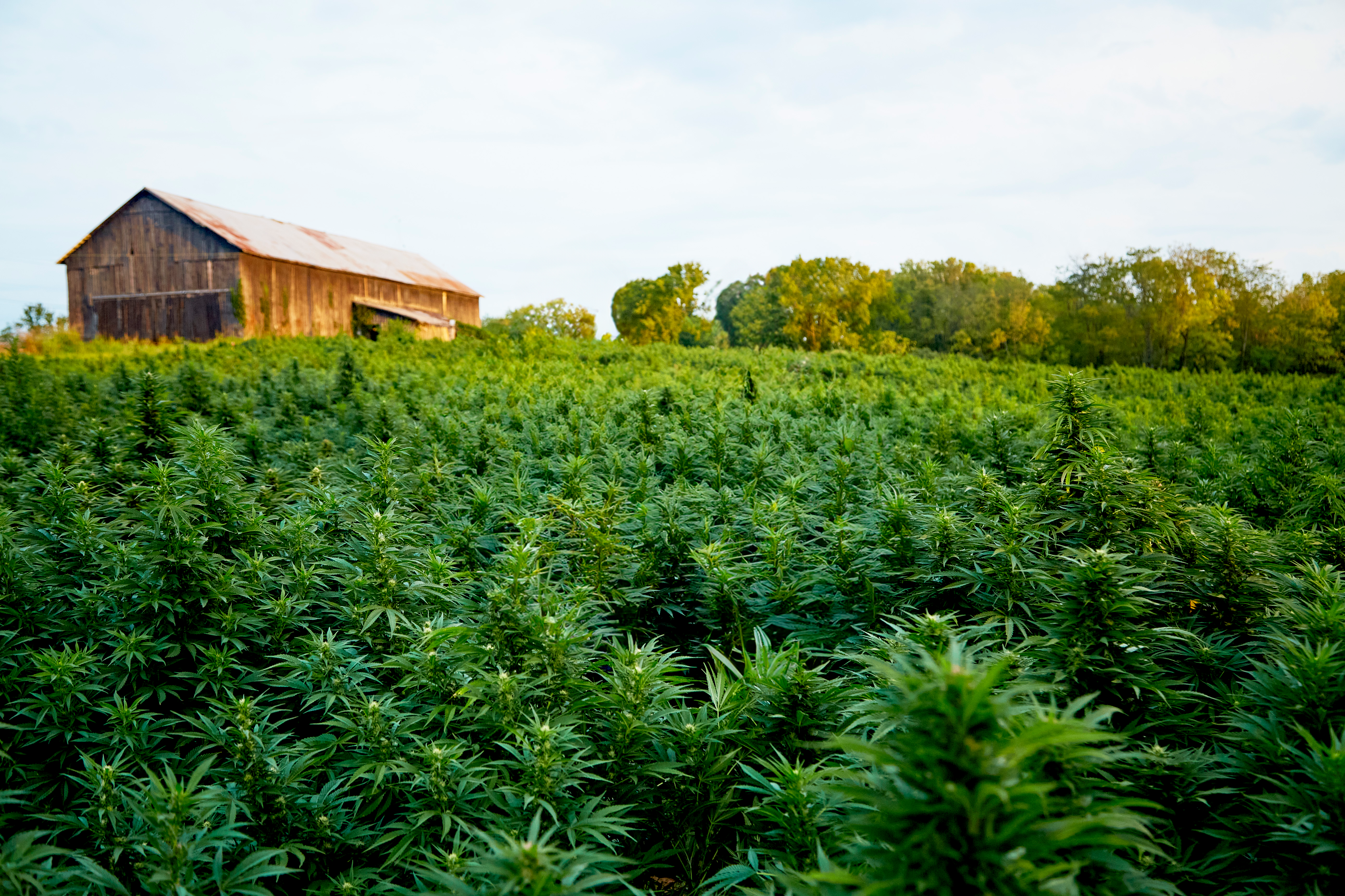 Natural Vs. Synthetic THC: Which Are You Really Consuming?