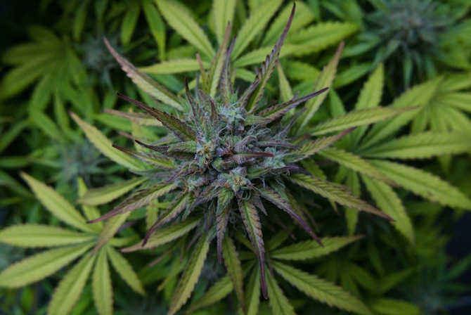 male cannabis plants