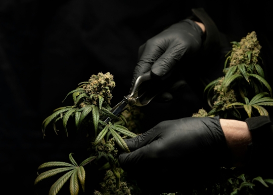 Male Cannabis Plants