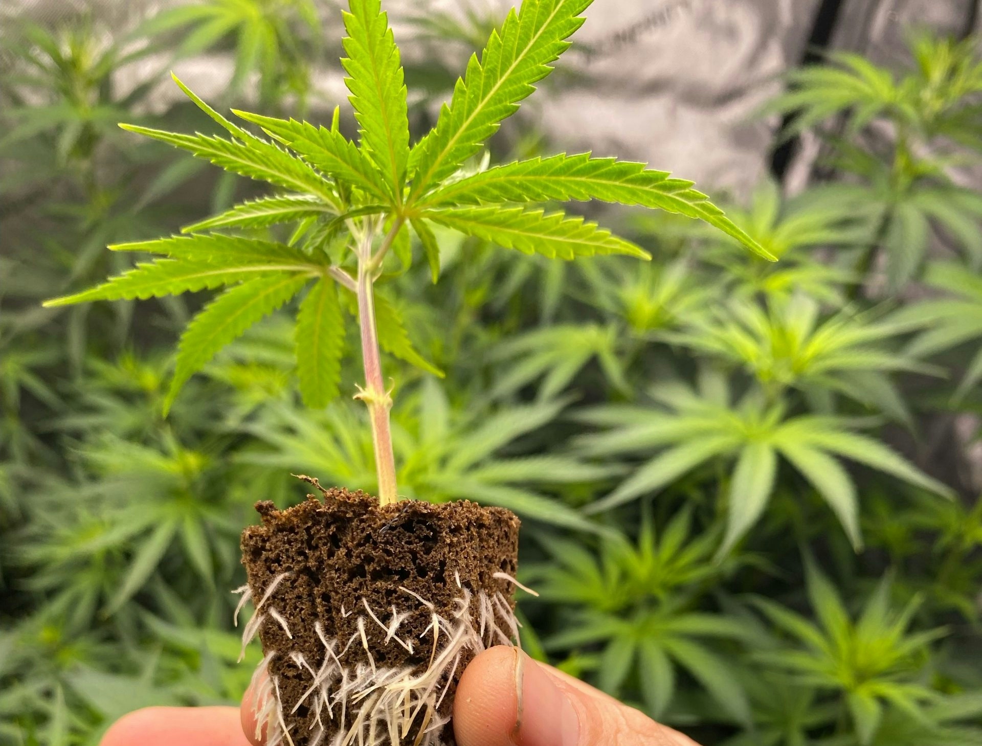 Best Outdoor Cannabis Strains For Successful Growth