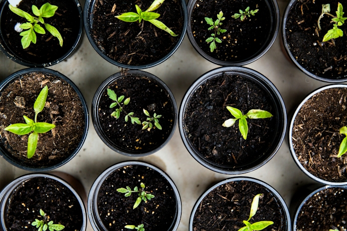 ILGM Seed Bank Rebrands: A New Era for Home Growers & Cannabis Seeds