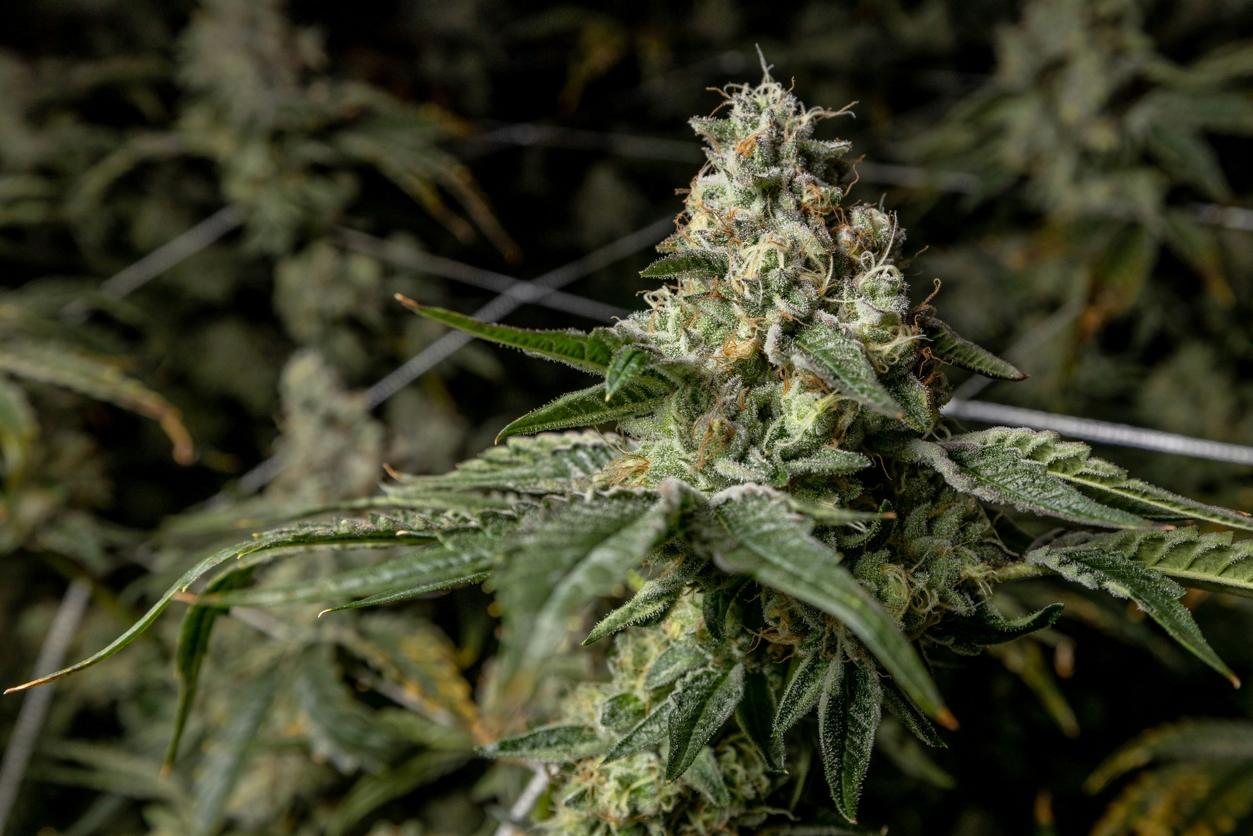 This Celebrity Weed Brand Is Outselling Everyone—And It’s Not Who You Think