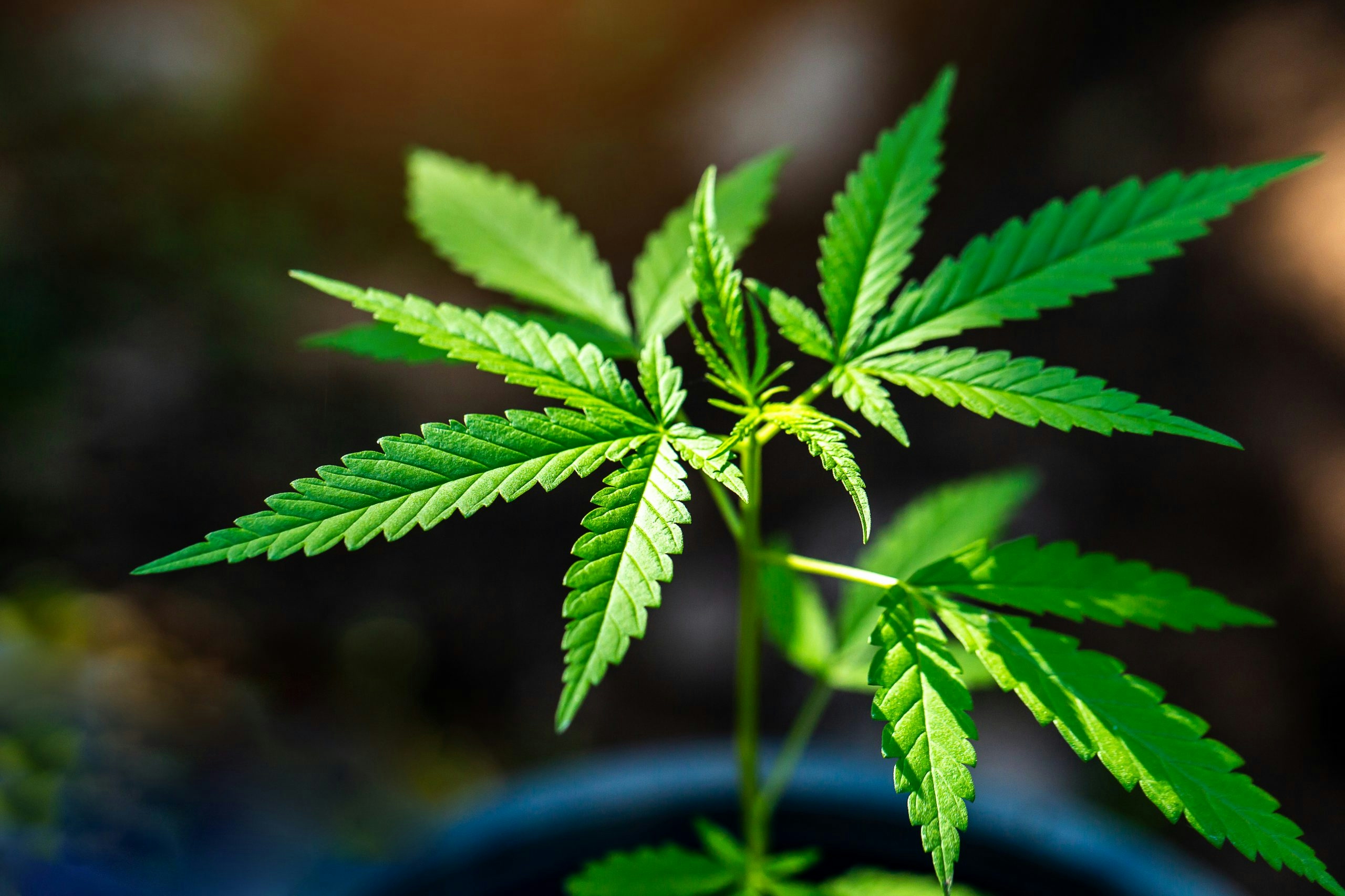 ILGM Best Strains In 2025: The Must-Have Seeds This Year