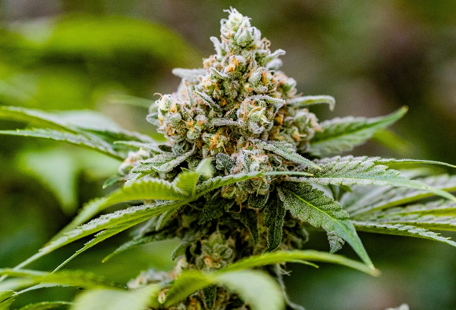 ILGM Best Strains In 2025: The Must-Have Seeds This Year