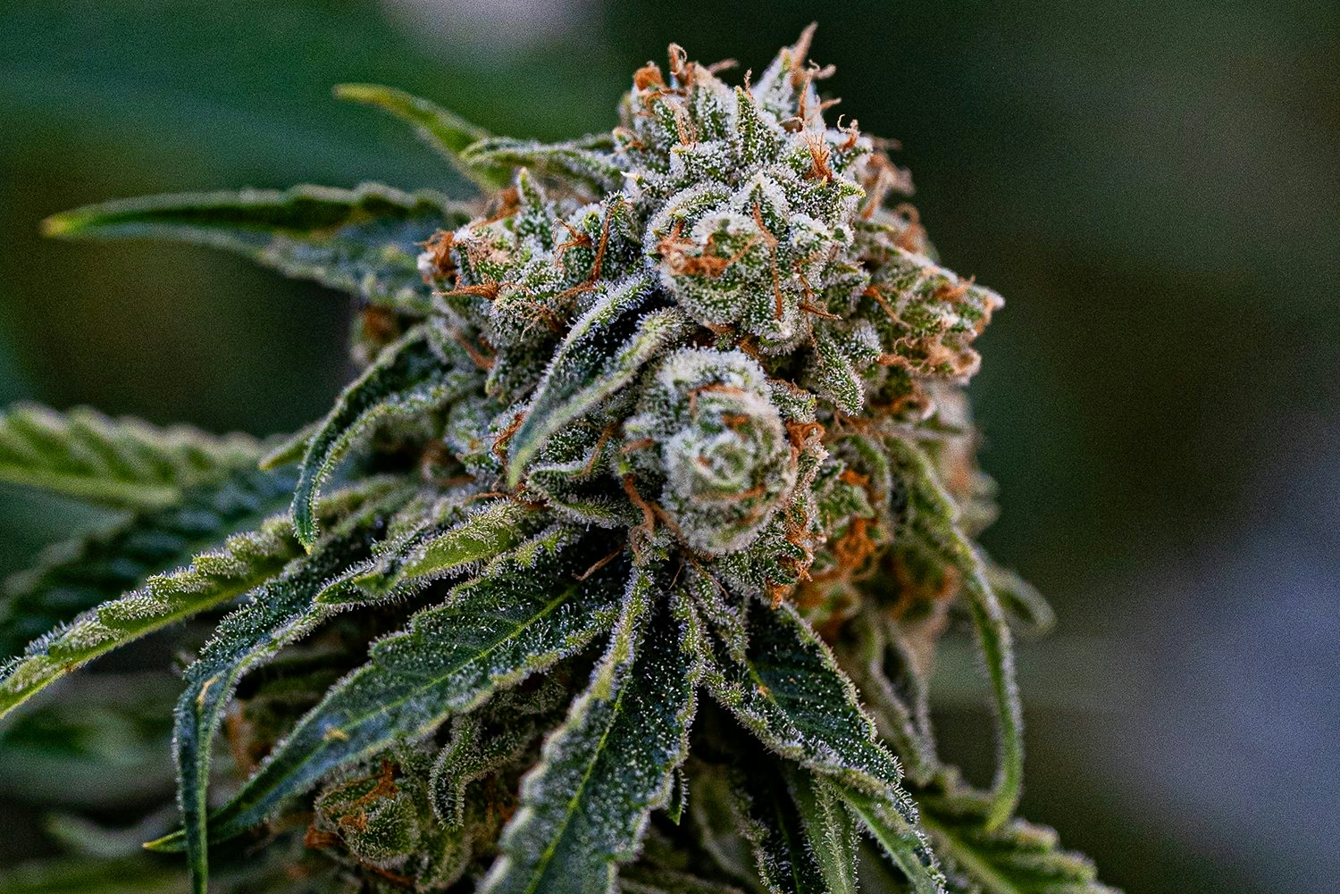 How to Identify Female Weed Plant: Key Tips For Success