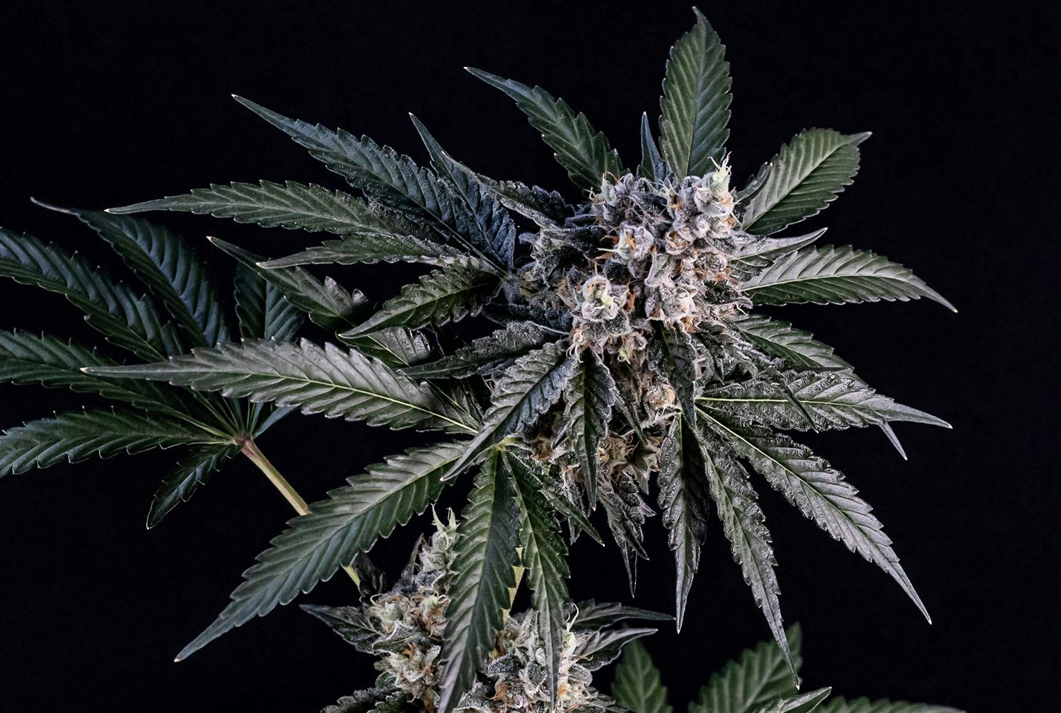 ILGM Best Strains In 2025: The Must-Have Seeds This Year
