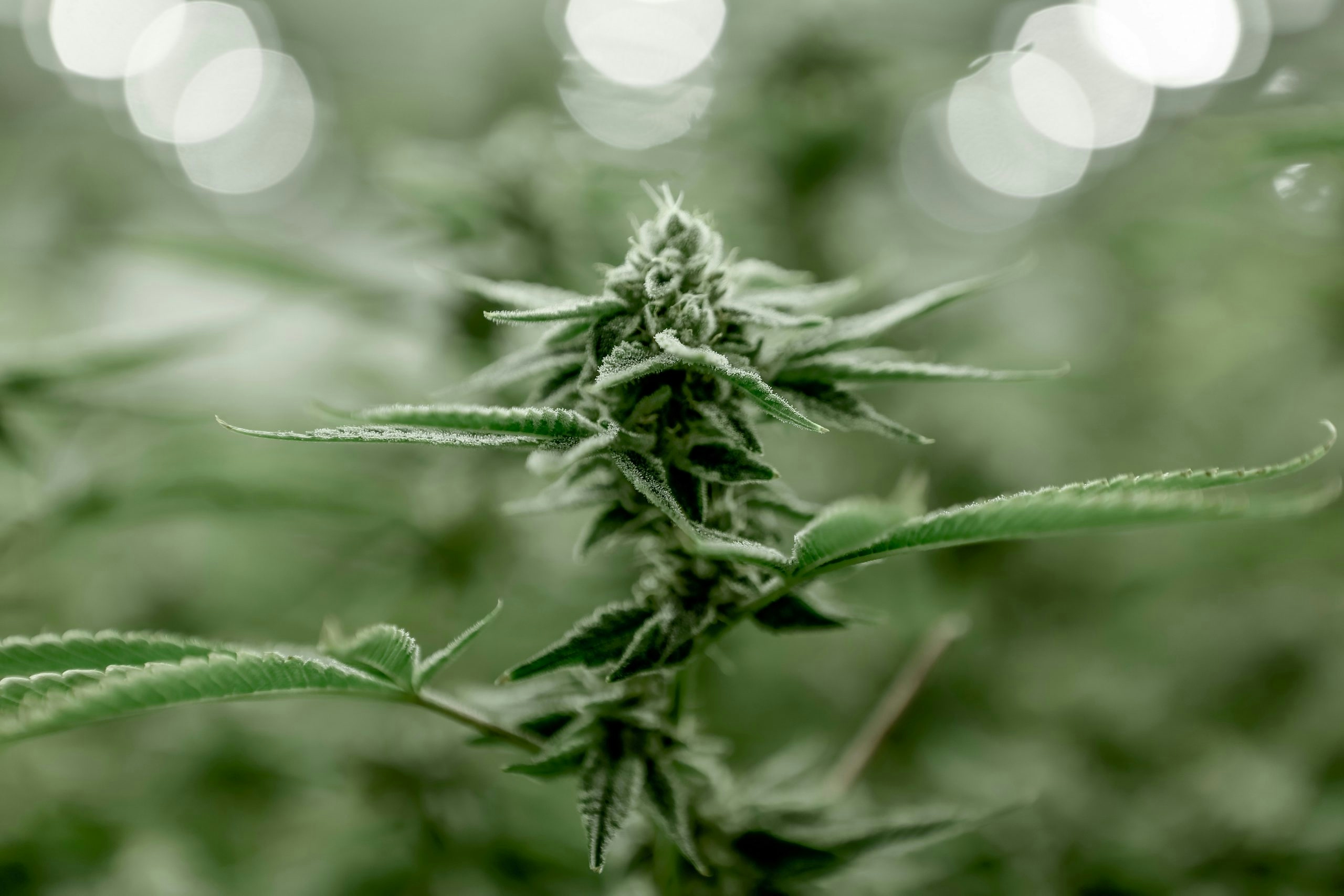 How to Identify Female Weed Plant: Key Tips For Success