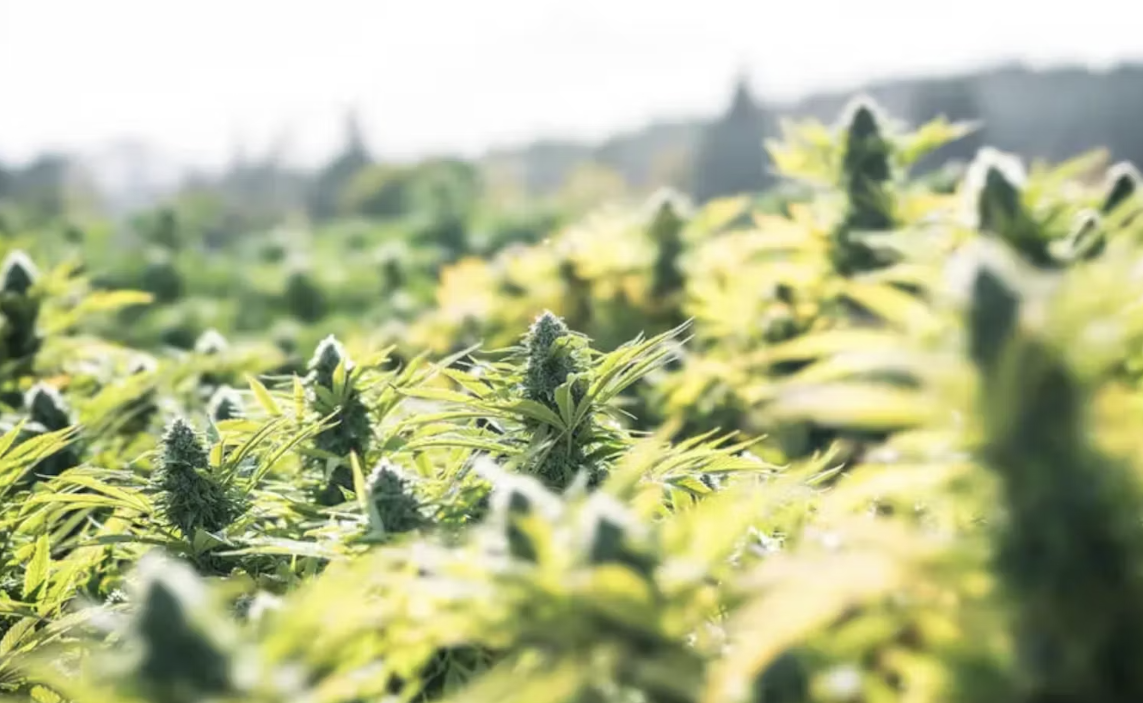 THCA Frequently Asked Questions