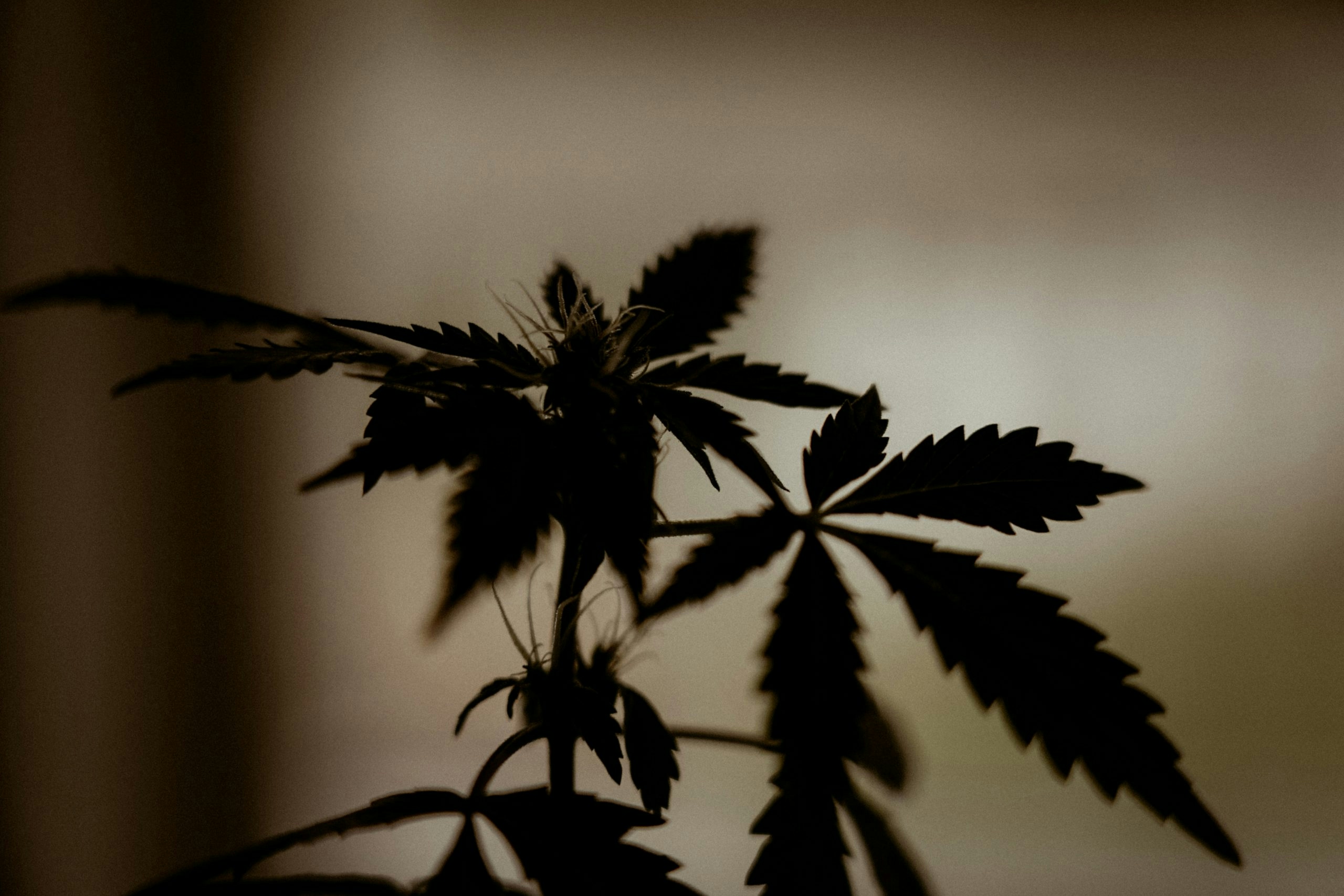 how to grow thca flower