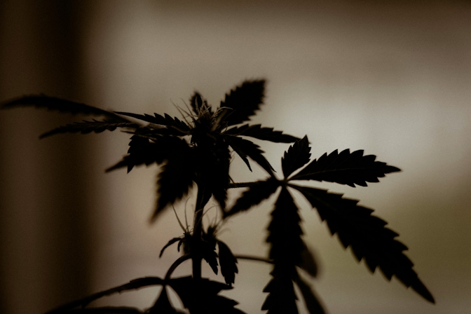 how to grow thca flower