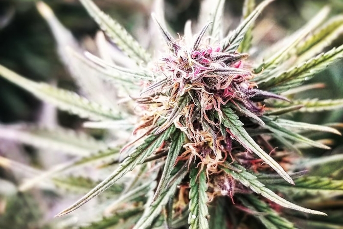 how to grow thca flower