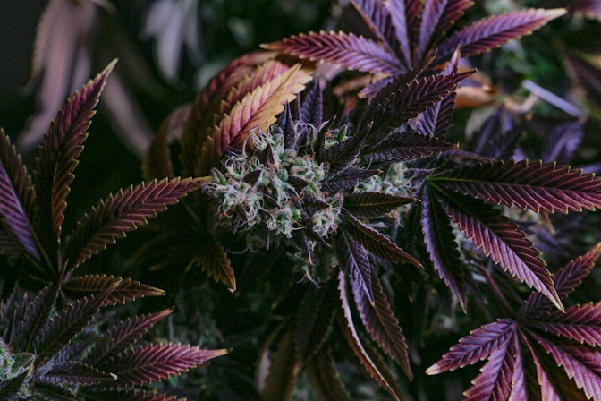 how to grow thca flower