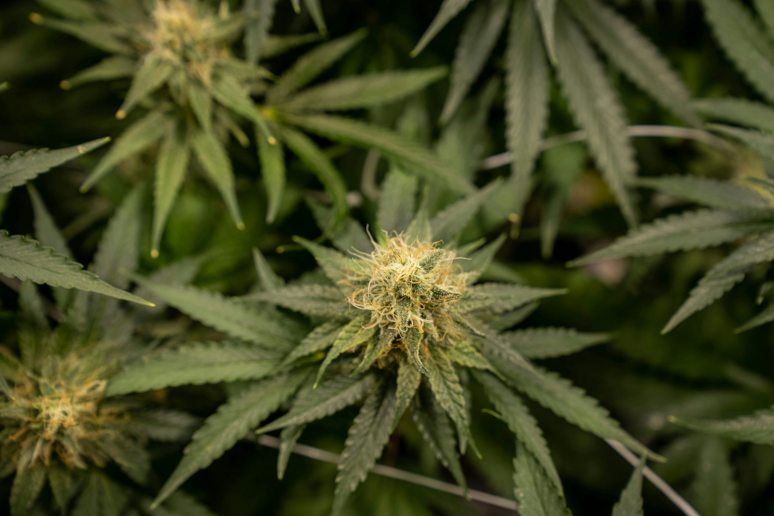 how to take care of a weed plant