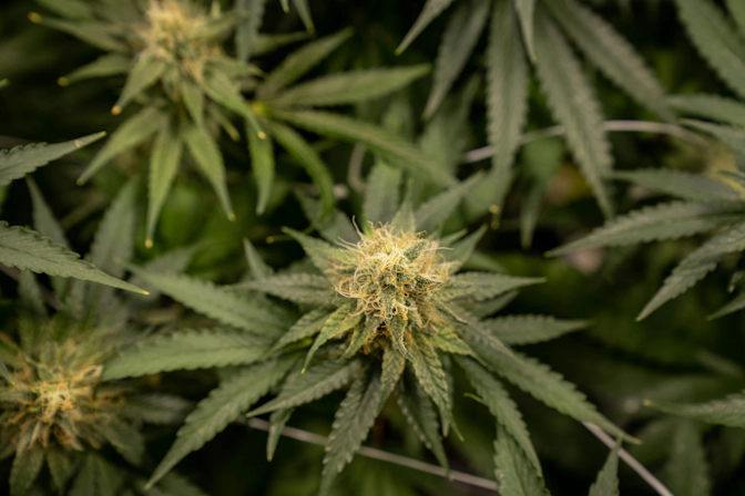 how to take care of a weed plant