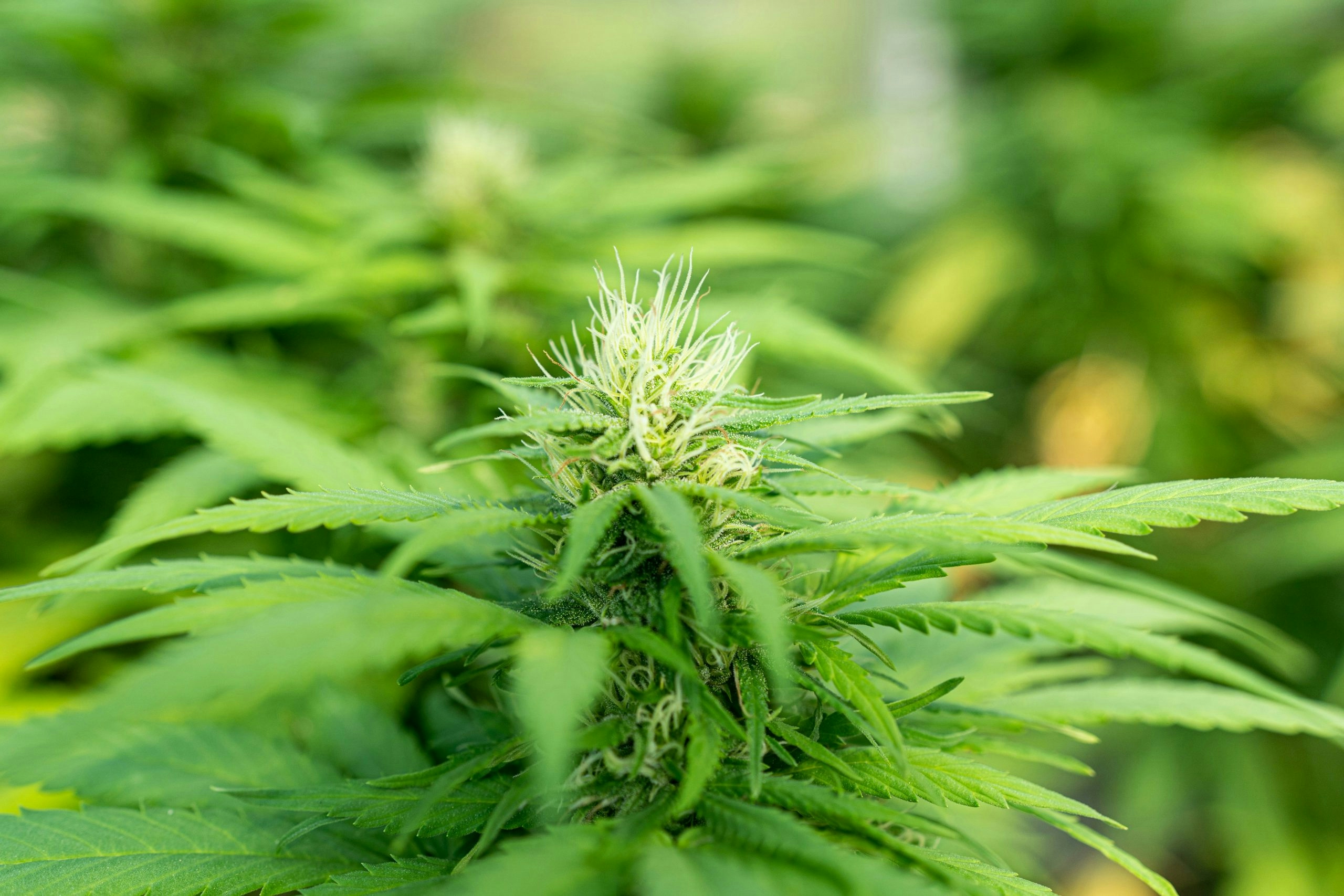 cannabis sugar leaves