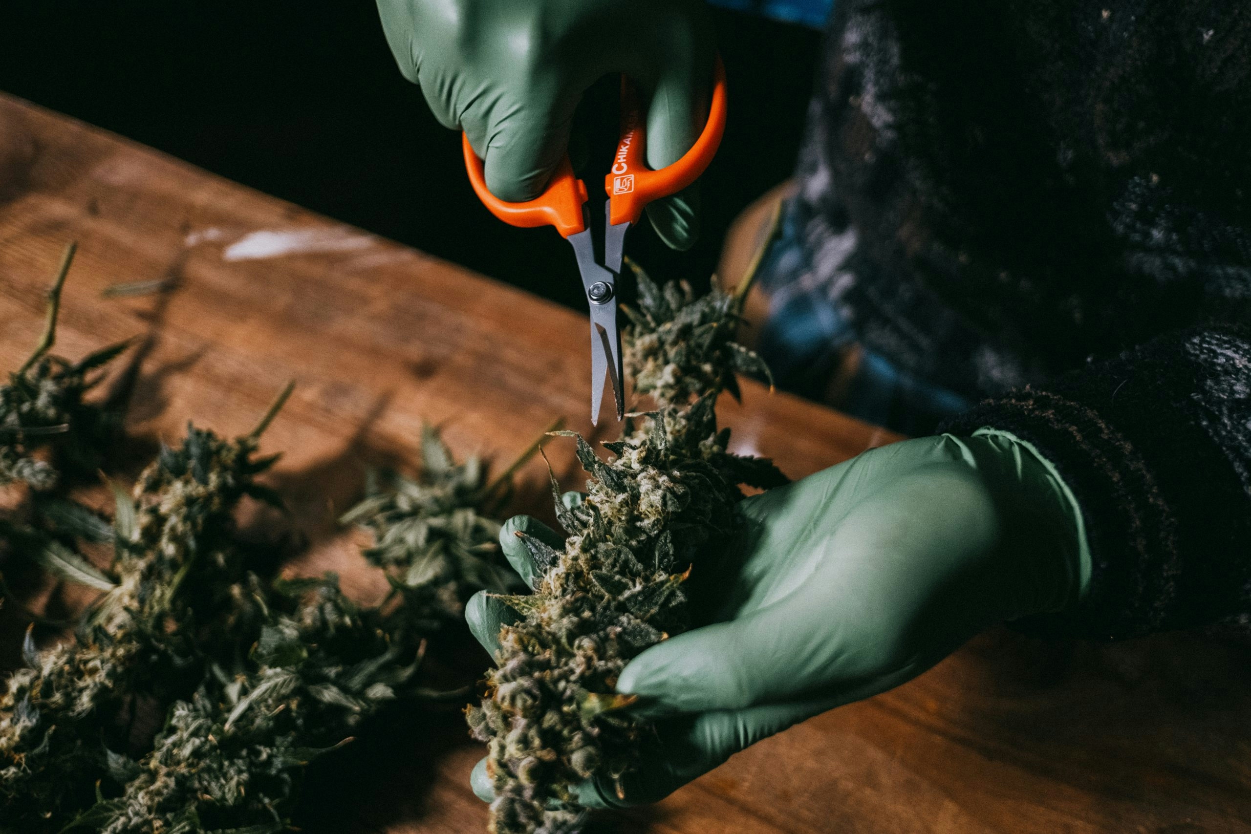 best terpenes for pain