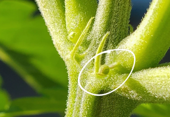 early signs of male plant