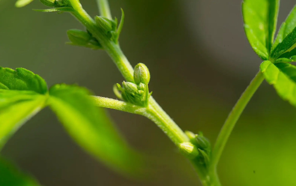 early signs of male plant
