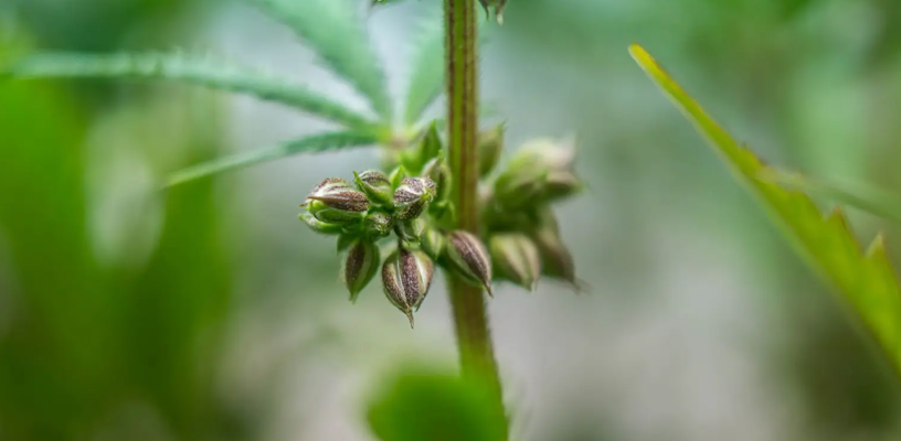 early signs of male plant