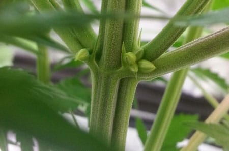 early signs of male plant