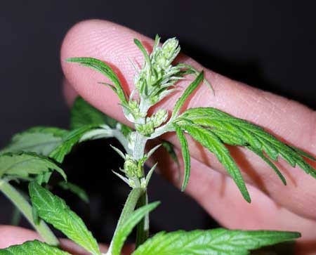 early signs of male plant